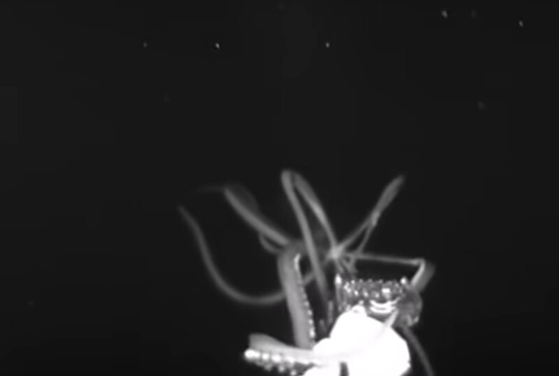 Ученые засняли, как охотится гигантский кальмар