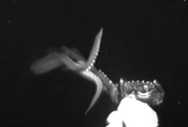 Ученые засняли, как охотится гигантский кальмар
