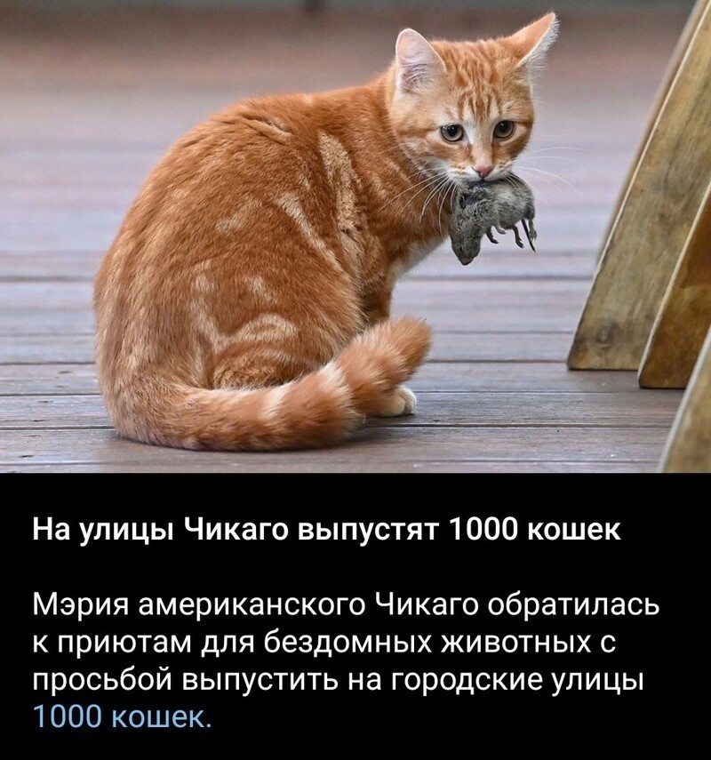 Очередной выпуск ПОЛИТСТЁБА и другого! 15.05.21