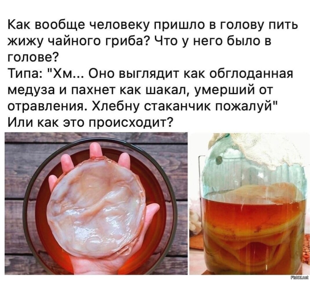 Чайный гриб смешные картинки