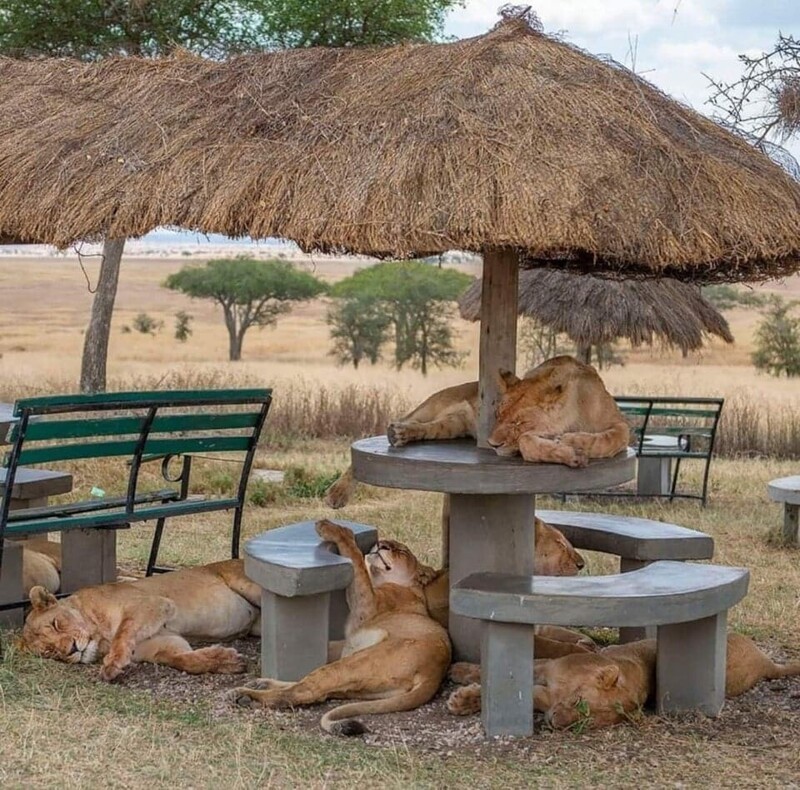Сонный час – львицы облюбовали местечко для отдыха