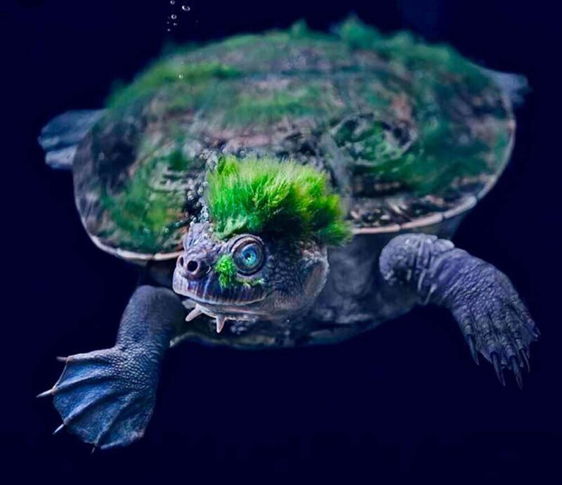 Этот вид черепах обитает в реке Мэри, Австралия, и находится под угрозой исчезновения