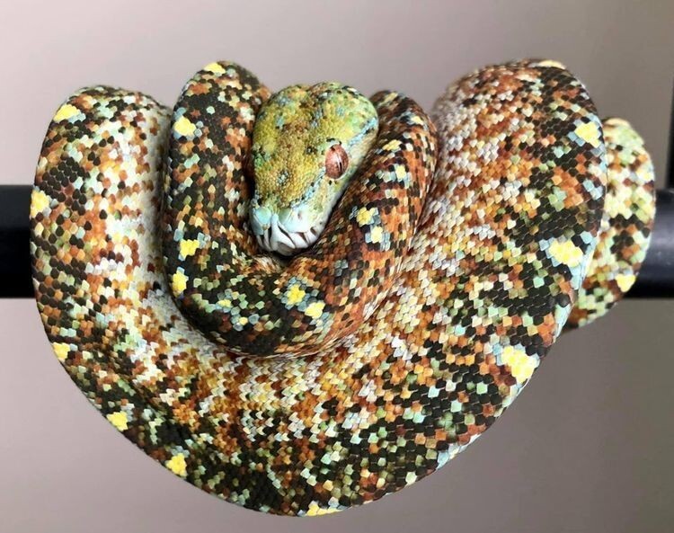 У этой змеи действительно крутой узор