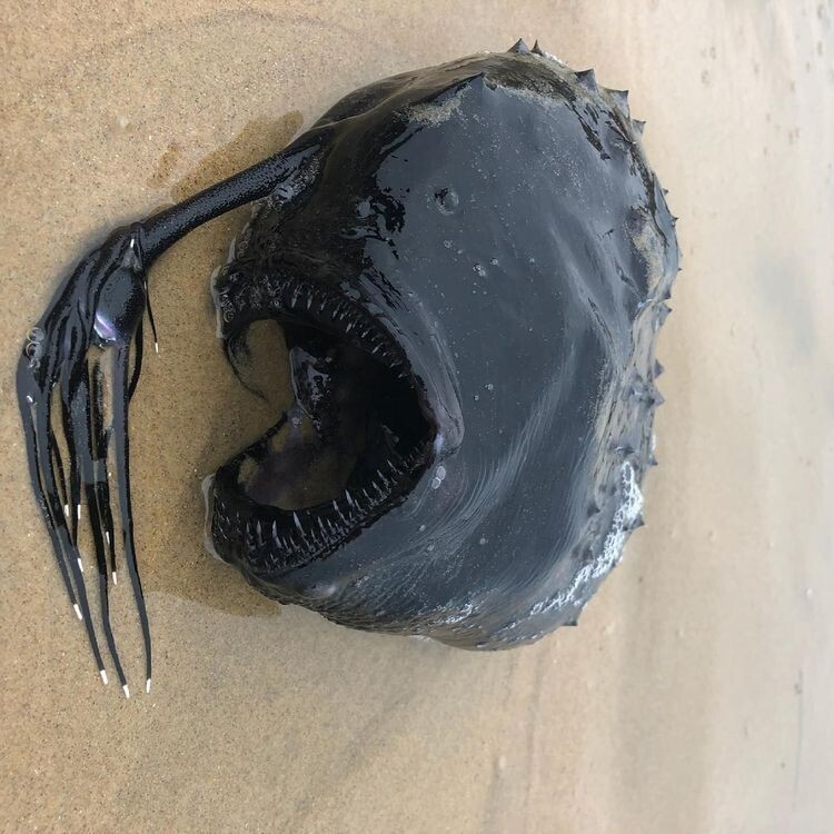 Черная как смоль глубоководная Footballfish (футбольная рыба), которая была выброшена на берег в Калифорнии