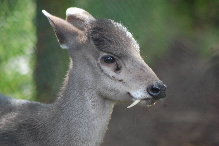 Водяной олень или болотная кабарга — вид безрогих оленей, которых по понятным причинам так же называют «оленями-вампирами»