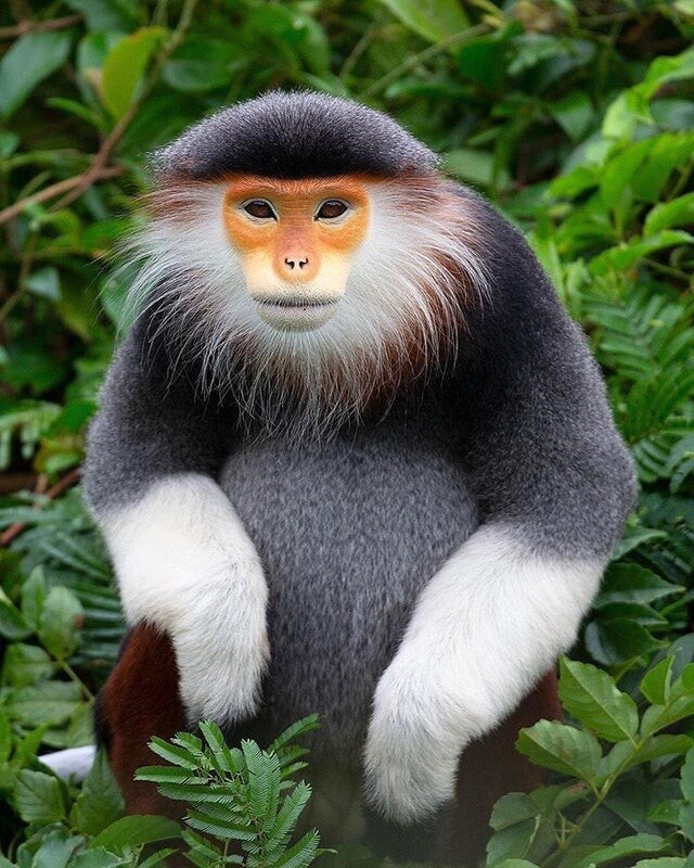 Немейский тонкотел из Индокитая, который считается одним из самых красочных приматов