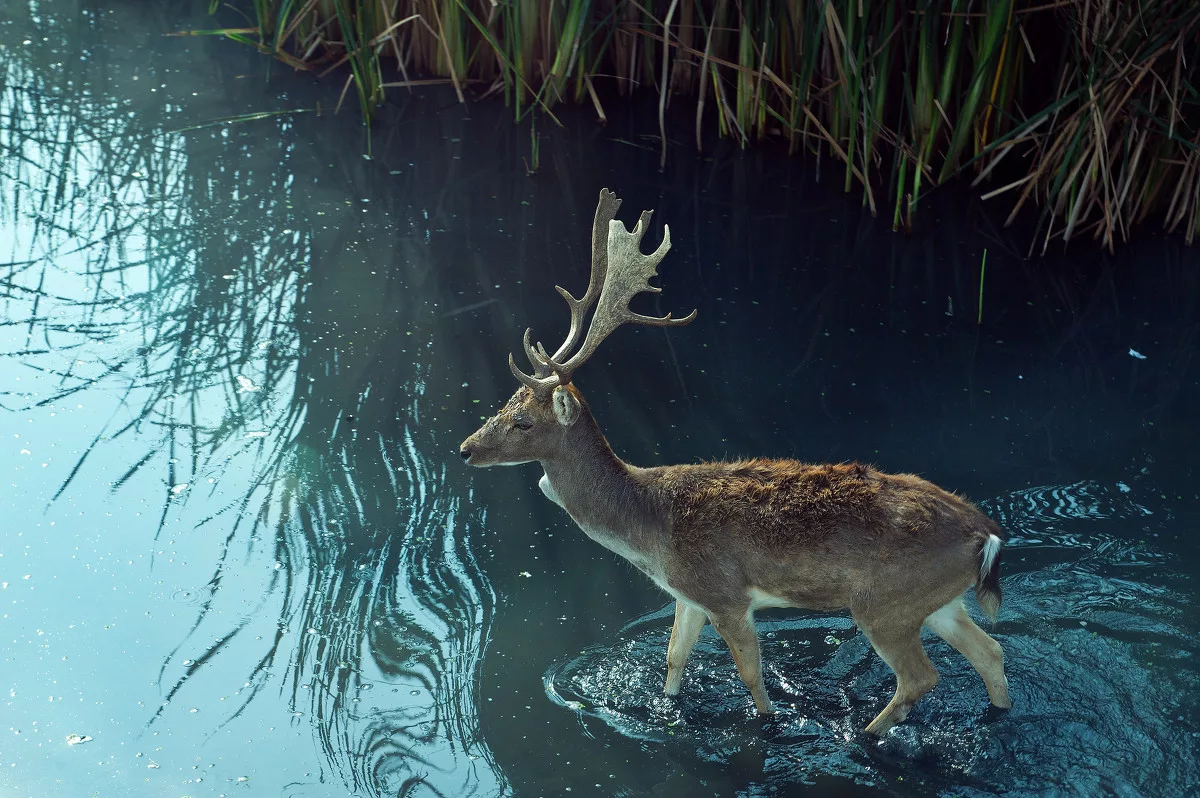 Лань у воды