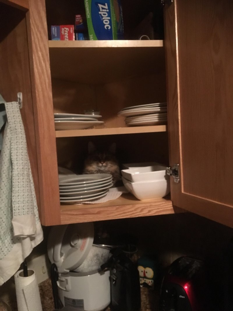Мы его ругаем, но он всё равно спит в шкафу для посуды