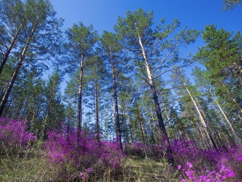 Политическая сатира и ПРОЧЕЕ. 18.05.21