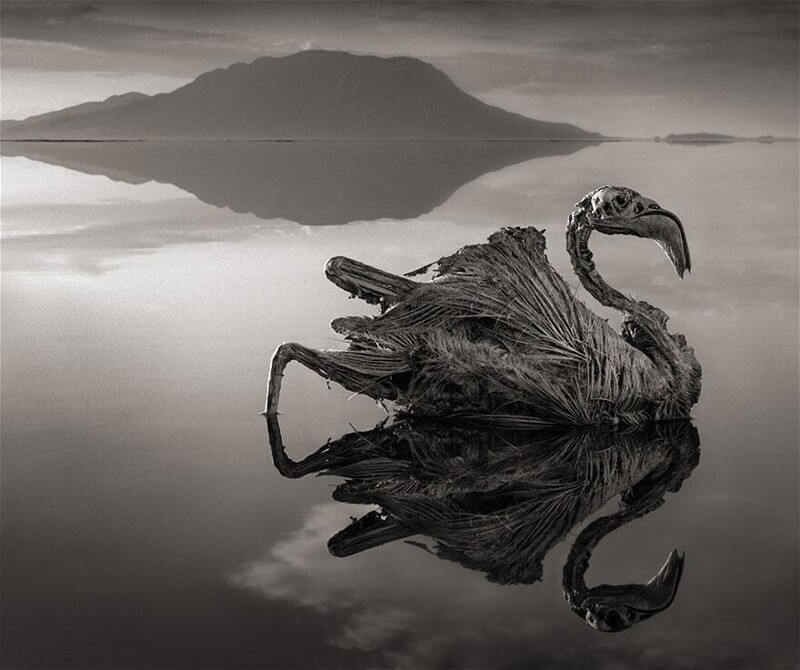 5. Озеро Натрон в Танзании закристаллизовывает птиц и животных до смерти