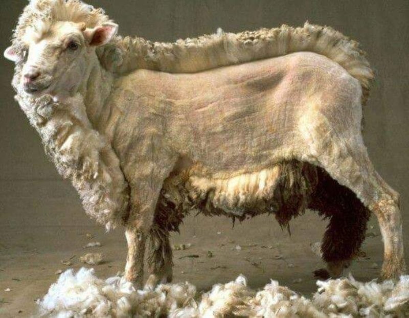 А так выглядит овечка без шерсти