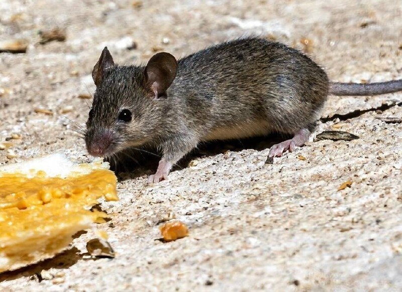 Защитники животных заявили: истреблять мышей-вредителей - неэтично