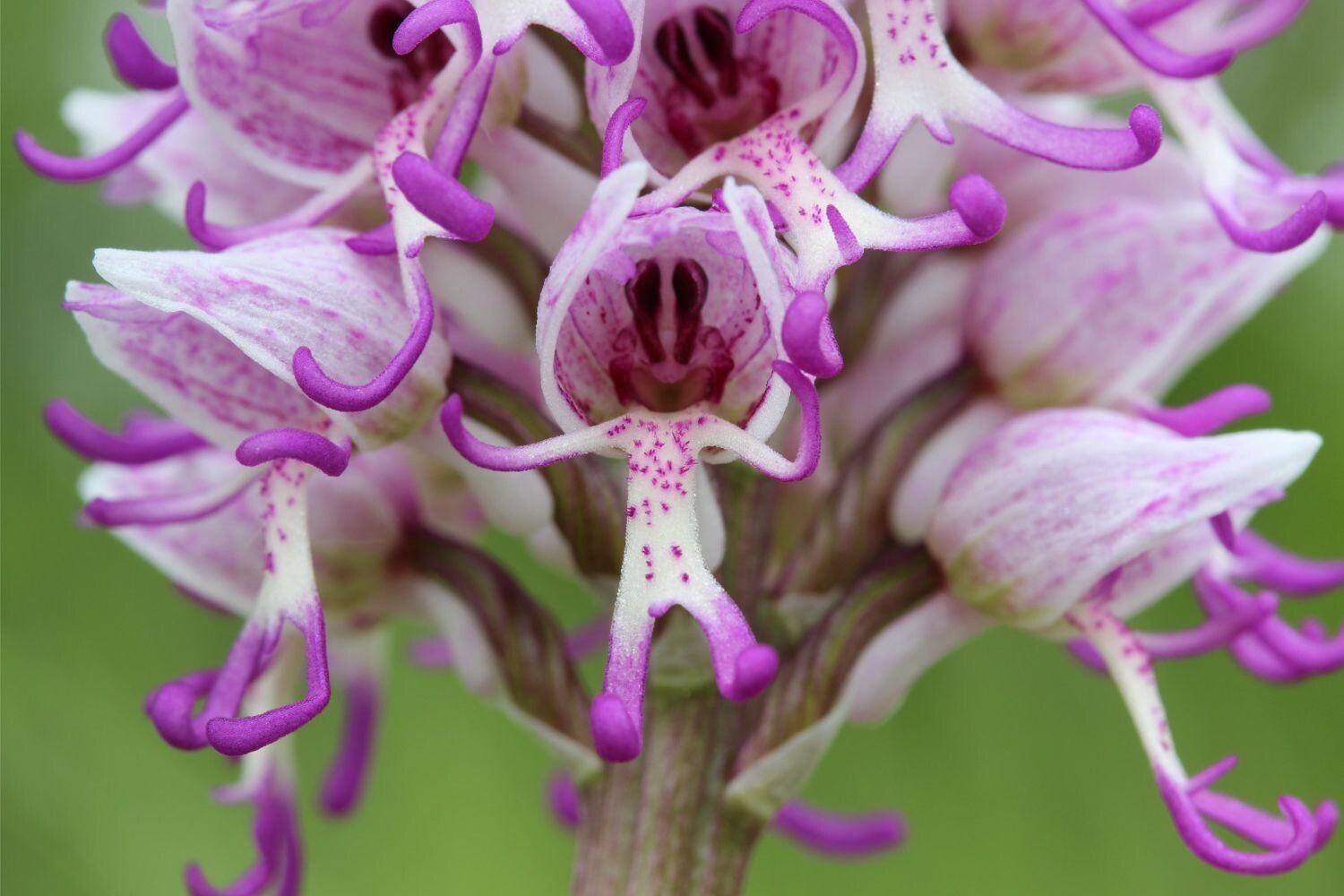 Орхидные Растения
