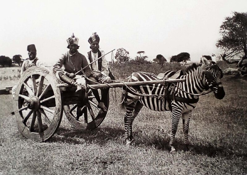 Повозка с зеброй в Кении, 1900