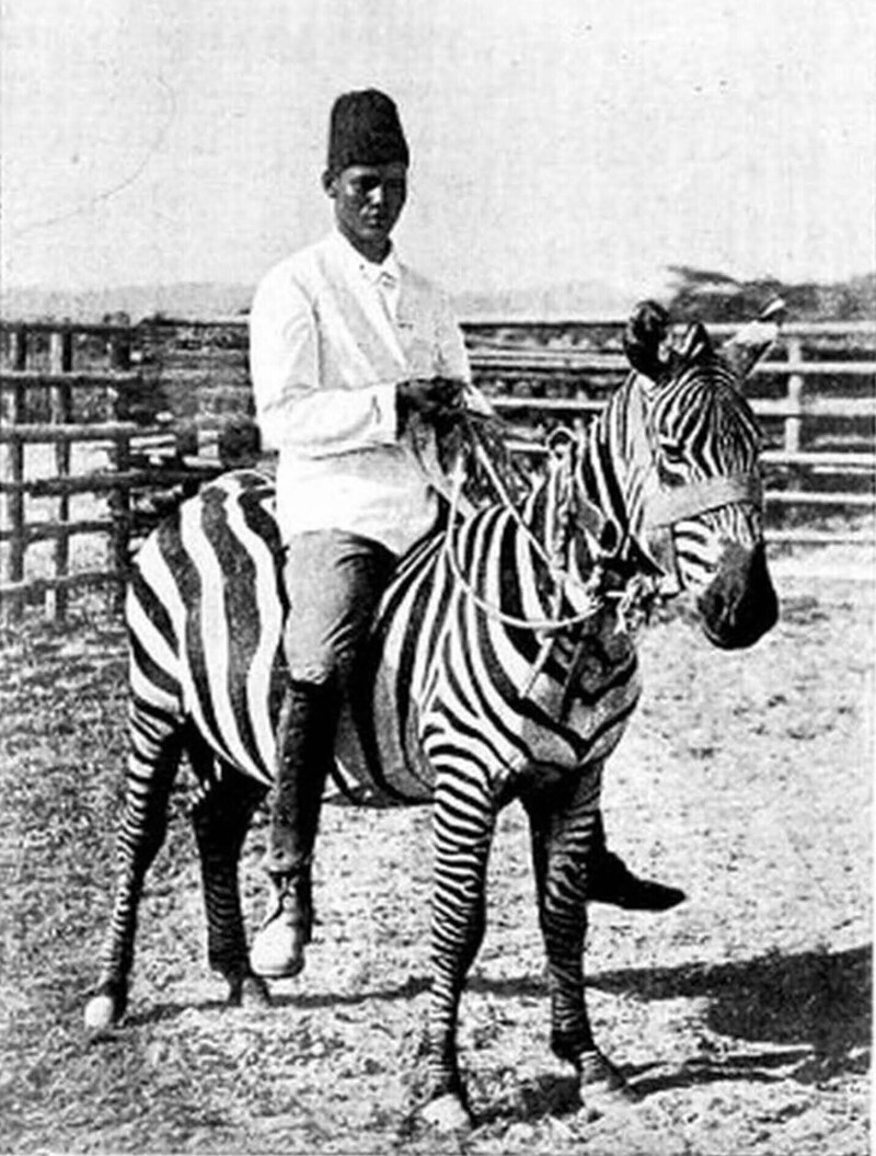 Прирученная зебра в германской Восточной Африке