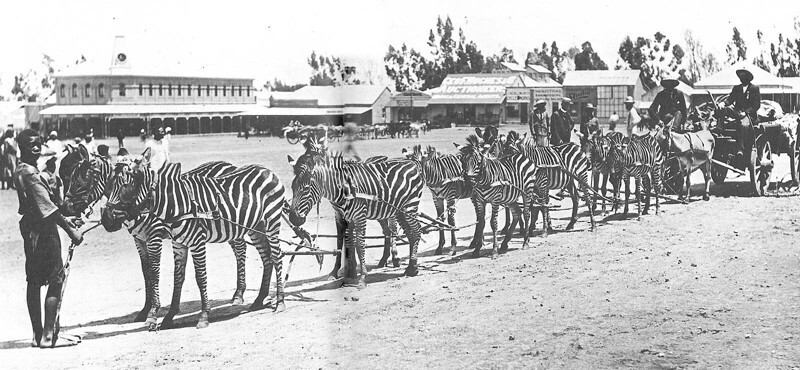 Зебры везут повозку вместе с мулами, Кения, 1920