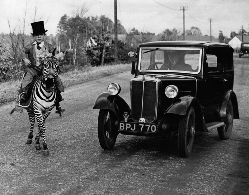Карлик Лаффин Лесли и зебра Джимми, Англия, 1935