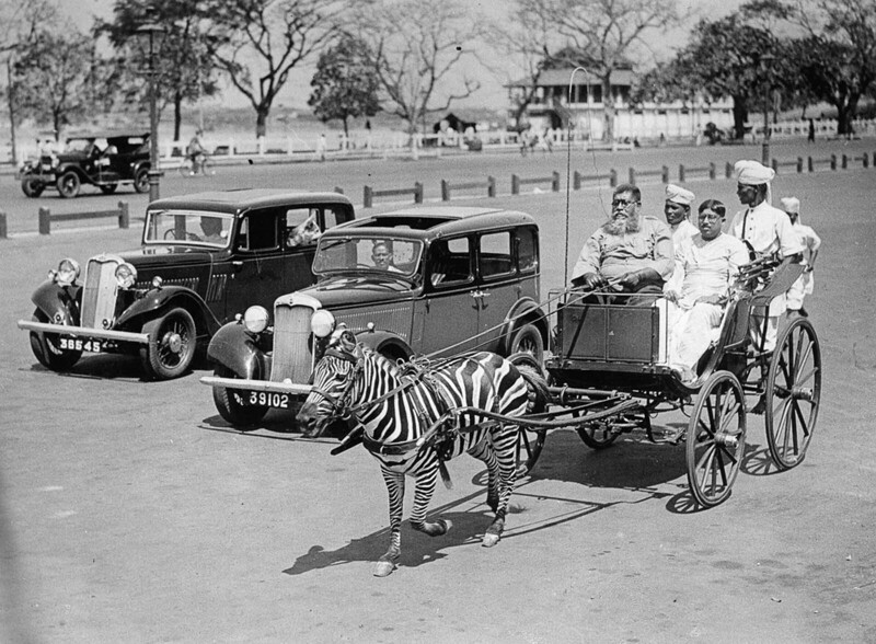 Зебра в Калькутте, Индия, 1930
