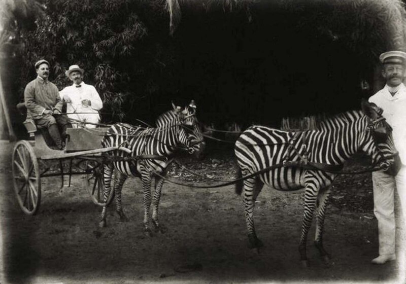 Повозка с зебрами, 1890