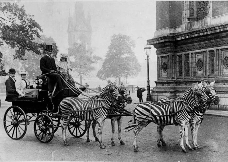 В конце 19 века зебр активно дрессировали возить повозки, 1898