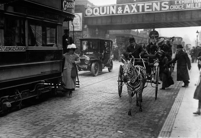 Зебра везет карету по улицам Лондона, 1913