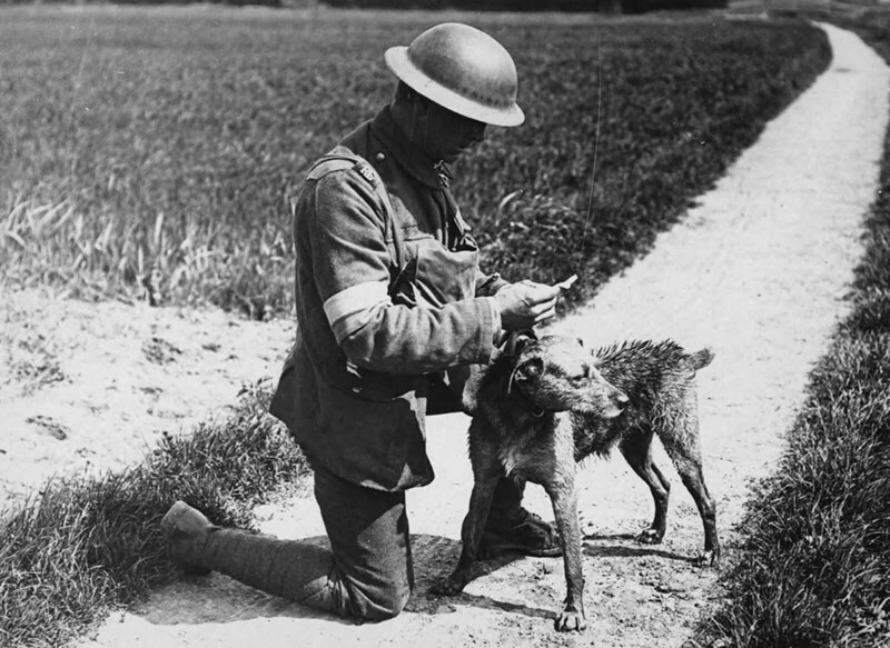 Военный читает записку, которую принесла посыльная собака, переплыв канал во Франции