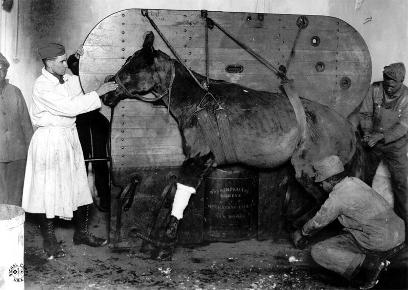 Лошадь во время лечения после огнестрельного ранения, Франция