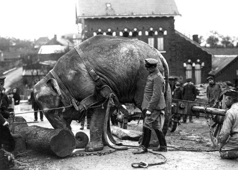 Индийский слон из Гамбургского зоопарка, используемый немцами во Франции для перемещения стволов деревьев, 1915