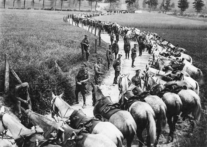 Лошади Королевского шотландского кавалерийского полка во время отдыха