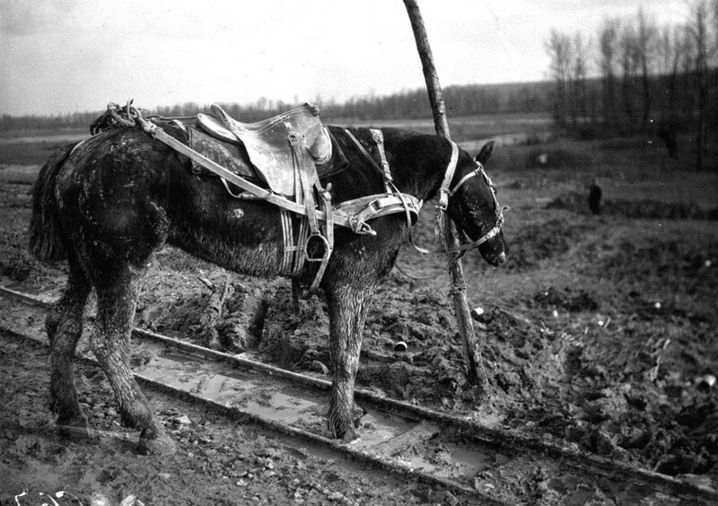 Ломовая лошадь во время войны, 1916
