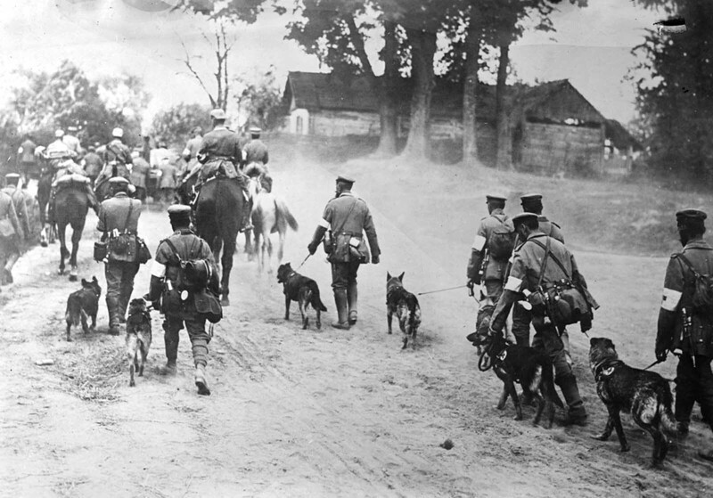 Немецких собак-санитаров ведут на фронт
