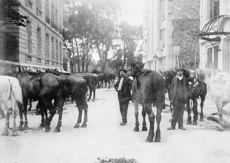 Лошади, собранные у фермеров для военных действий, Париж, 1915