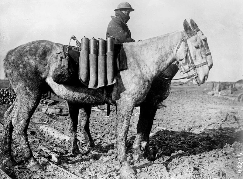 Лошади перевозят снаряды, 1916