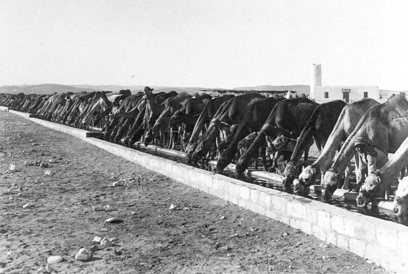 Верблюды на водопое во время Синайско-Палестинской кампании, 1916