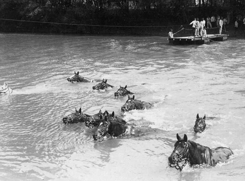 Кавалерийские лошади переплывают реку на севере Франции