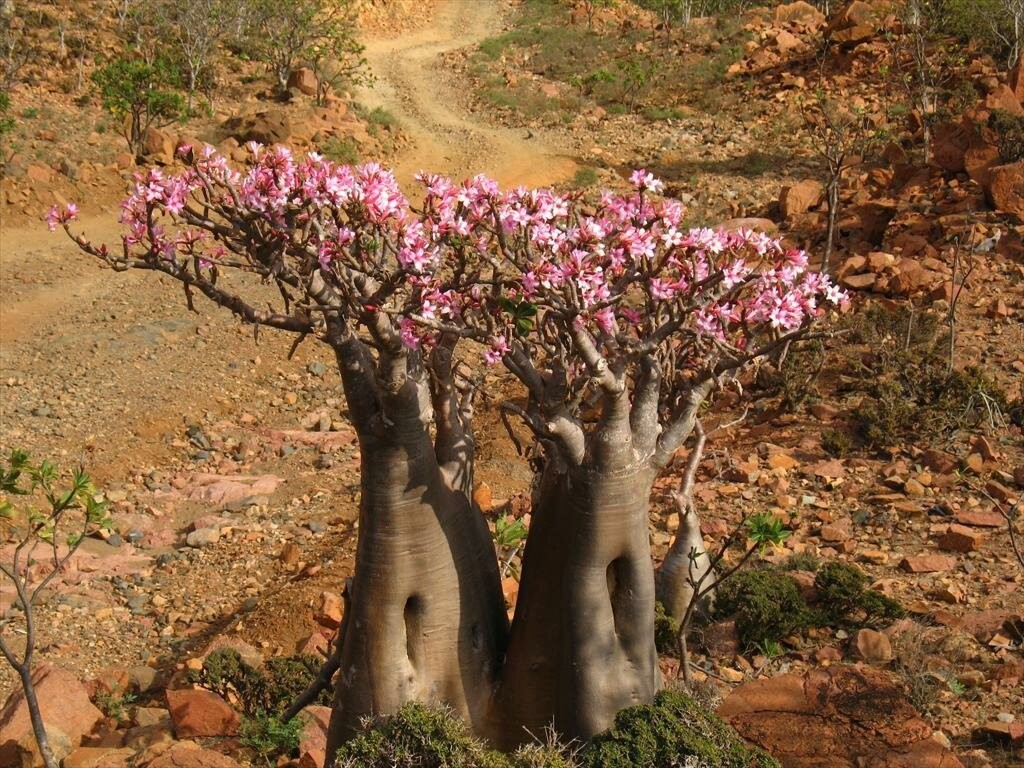 Где баобабы розовый. Бутылочное дерево брахихитон остров Сокотра. Баобаб (Адансония Грегори. Дерево баобаб Австралия.