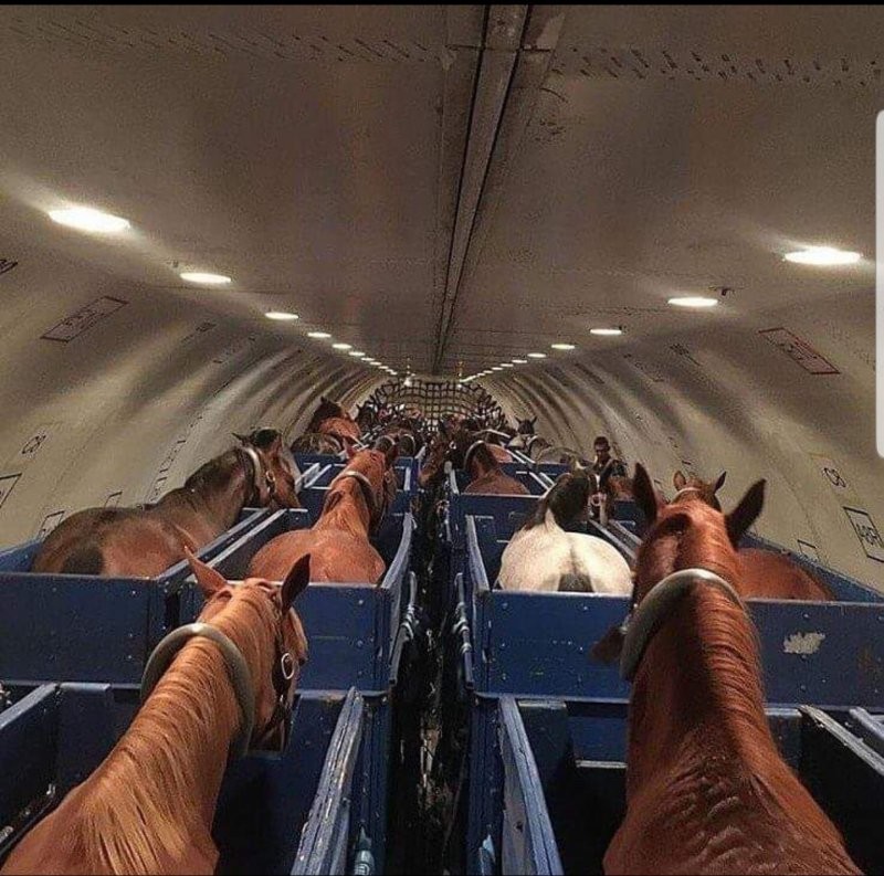 Так перевозят лошадей в самолётах