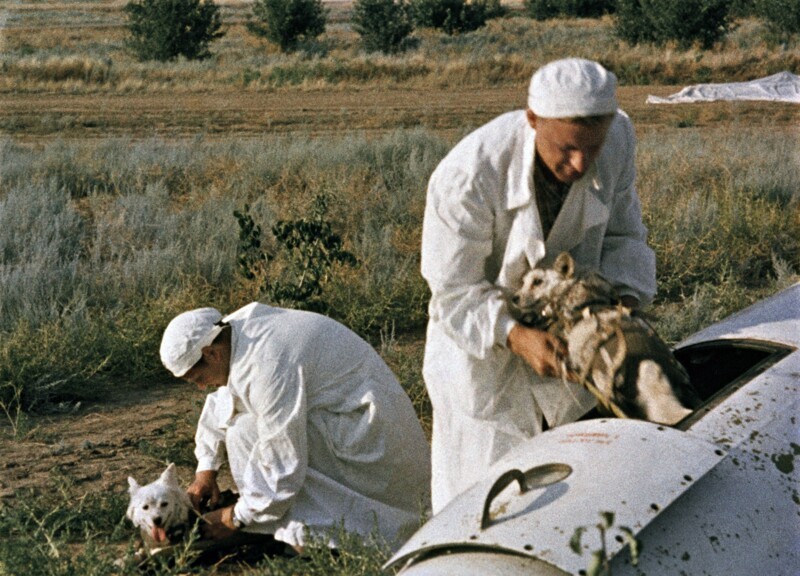 Белка и Стрелка после возвращения из космоса, 20 августа 1960 года, СССР