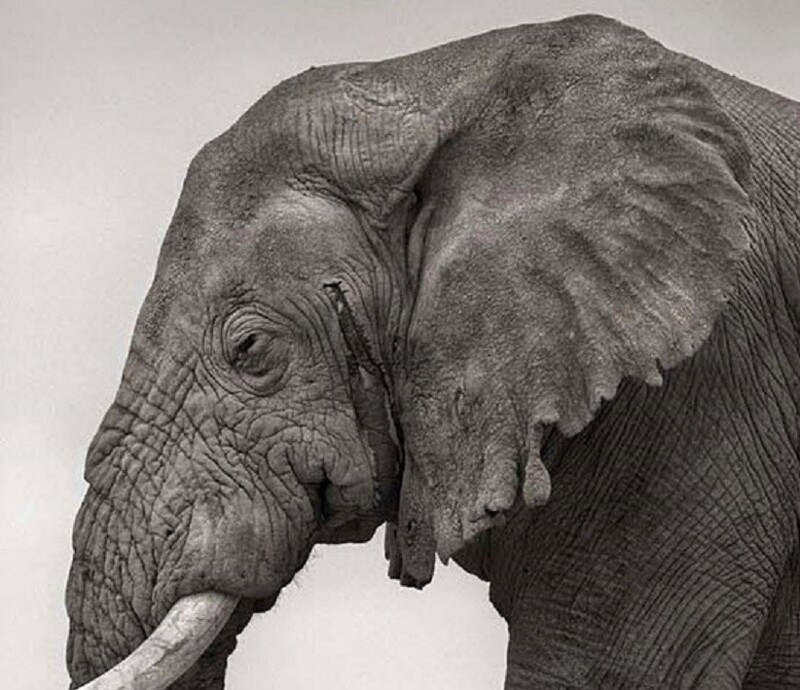Зачем слону "второй хобот"? Или иначе: почему у слона такой огромный, мускулистый и гибкий член?