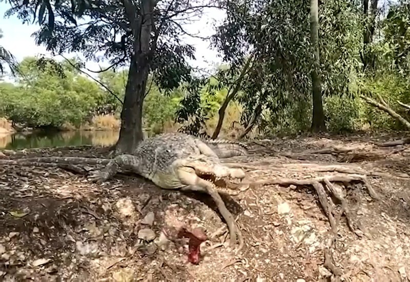 Акела промахнулся: в Австралии крокодил не смог поймать свой обед