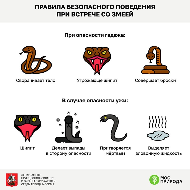 Что делать, если вы встретили змею?