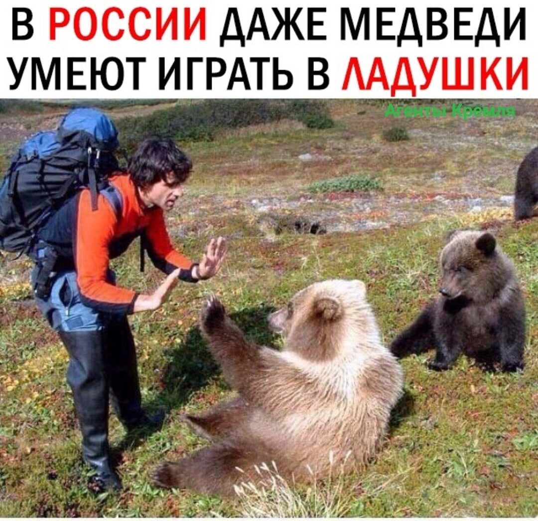 Встреча с медведем Камчатка