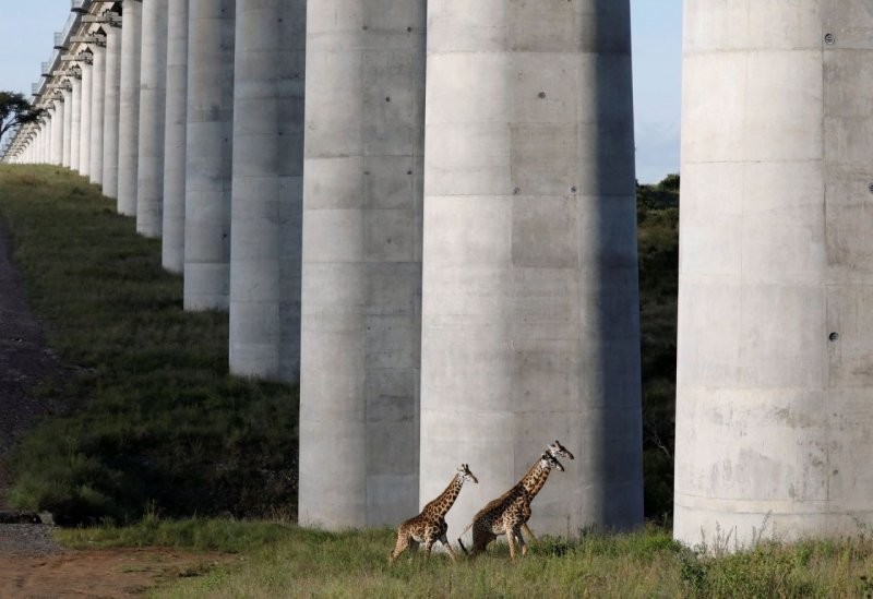 Жирафы кажутся мышами на фоне опор железной дороги в заповеднике, в Найроби
