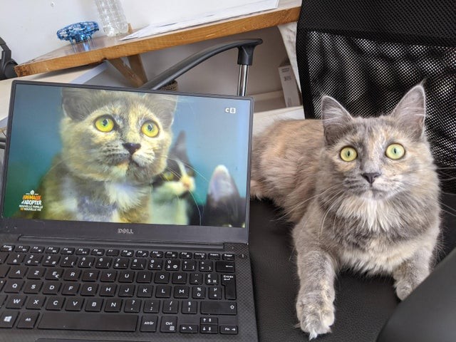Картинка в ноутбуке - копия моей кошки