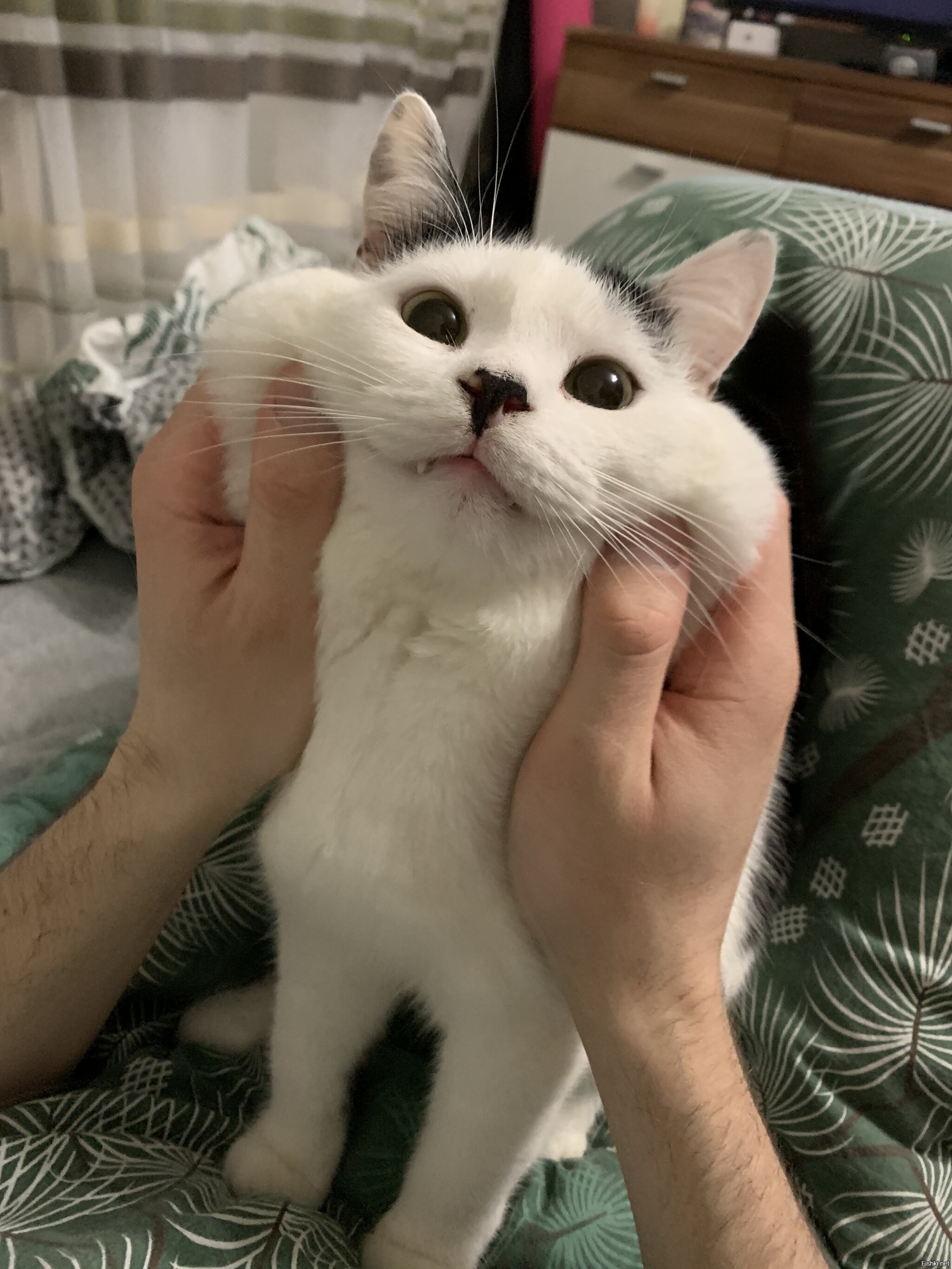 Кот с щеками