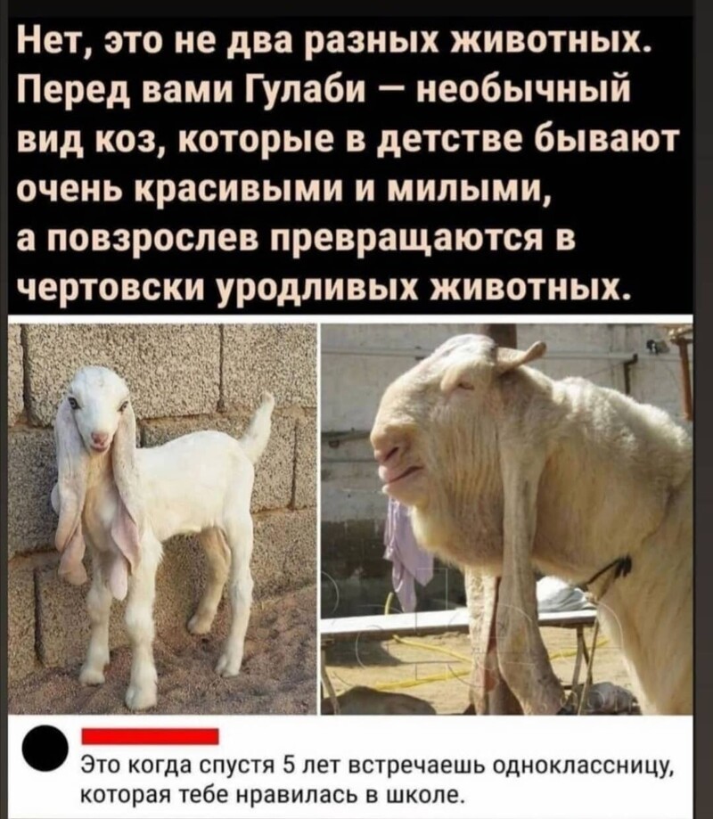 Очередной выпуск новостного полит.стёба. 27.05.21