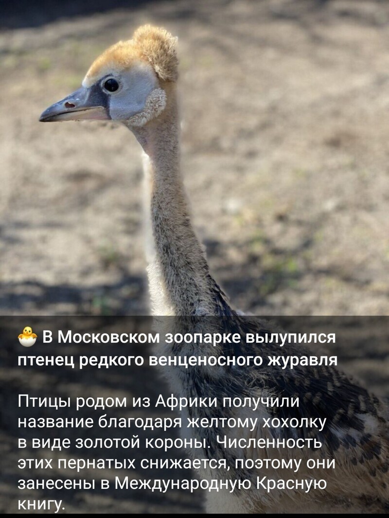 Очередной выпуск новостного полит.стёба. 27.05.21