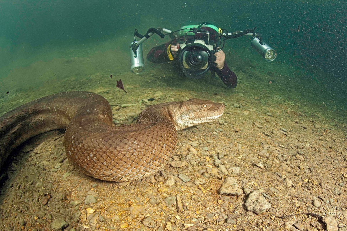 Гигантская змея в красном море