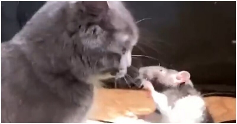 Дружеский поединок домашней крысы и кота
