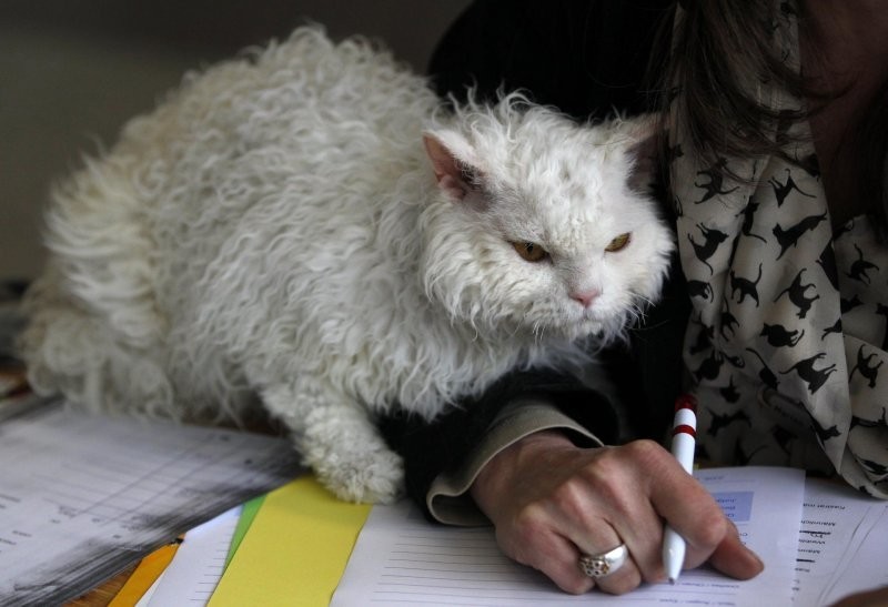 Кудрявые кошки: Милота в квадрате. Уникальная поломка генов превращает котика в «овечку»